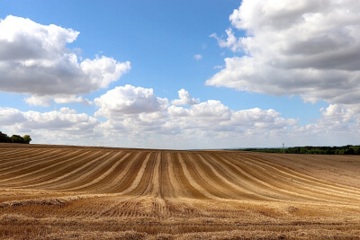 Harvested wheat field against a blue sky