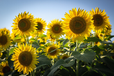 Sunflowers in a field